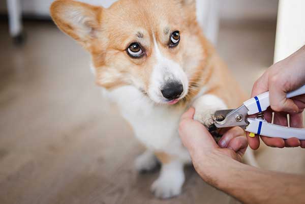 dog nail clippers with guard