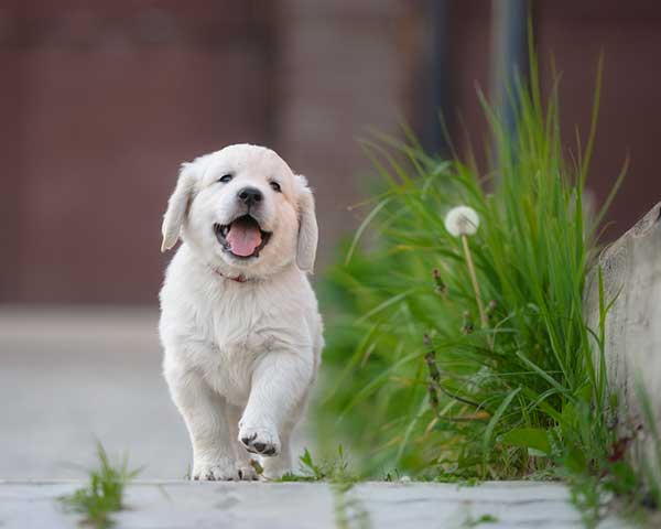 how to keep your puppy happy and healthy