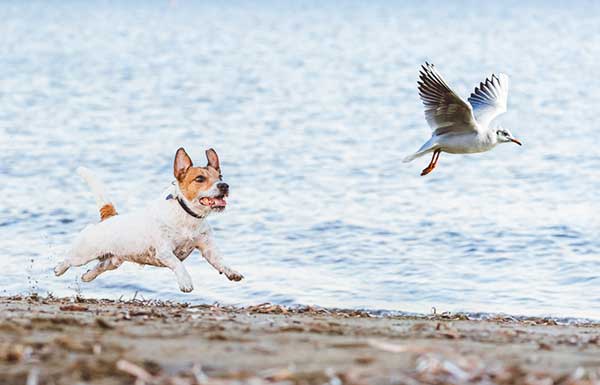how to stop your dog chasing birds