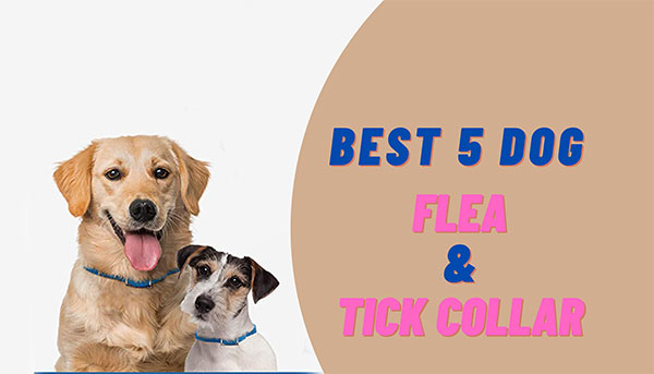 natural flea and tick collar for dogs