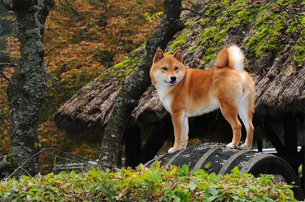 Does Shiba Inu Shed