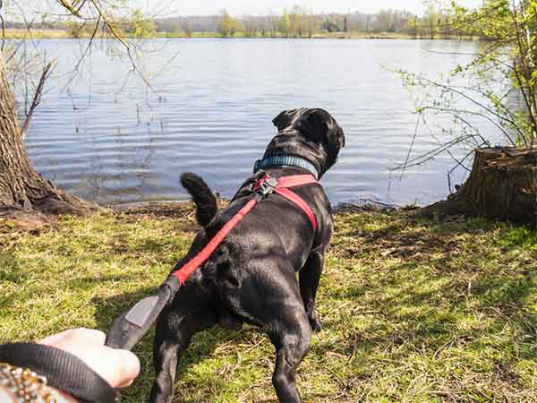 does a harness stop a dog pulling