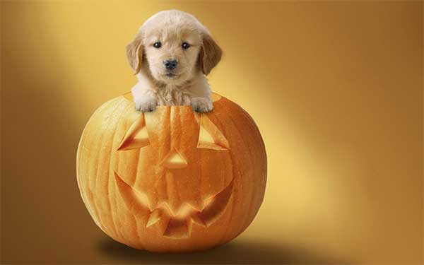 halloween pumpkin dog