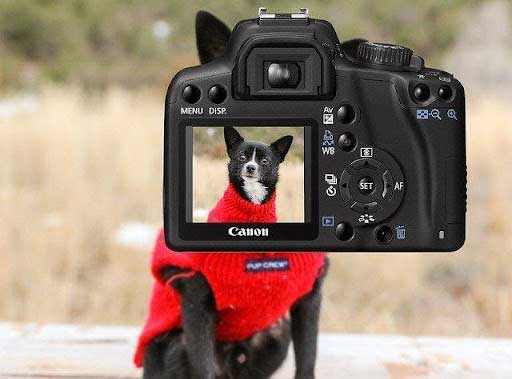 how to take pet photography