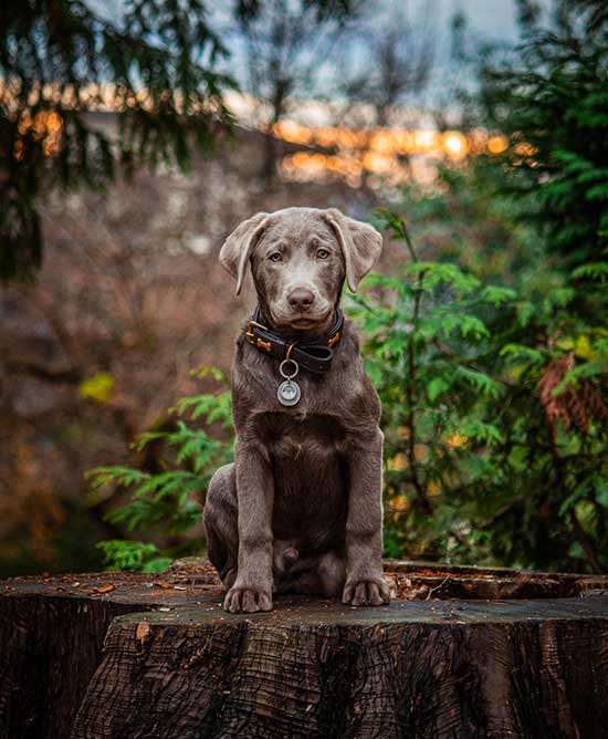 Silver labs 