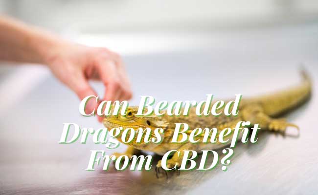 Can Bearded Dragons Benefit From CBD Products?