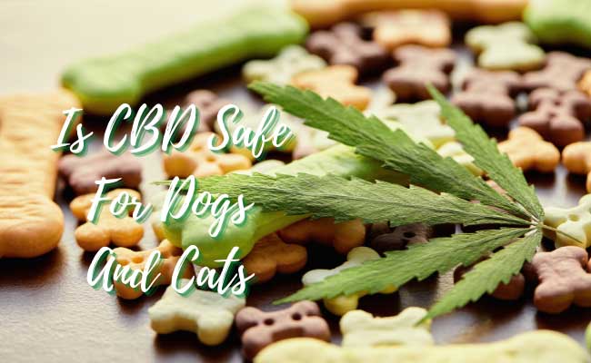 is cbd safe for dogs and cats
