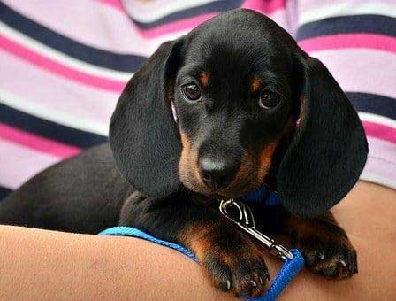 When Should You Contact Your Vet