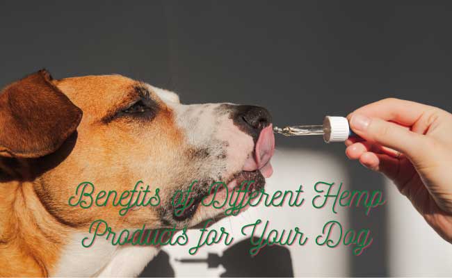 benefits of hemp for dogs