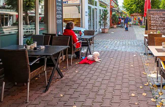 dog friendly patios