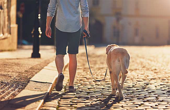 dog training leash walking