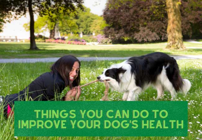 how to improve your dog's health