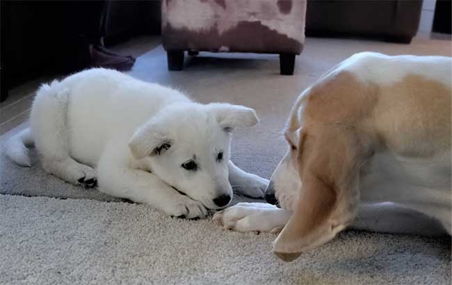 how to introduce a puppy to an older dog