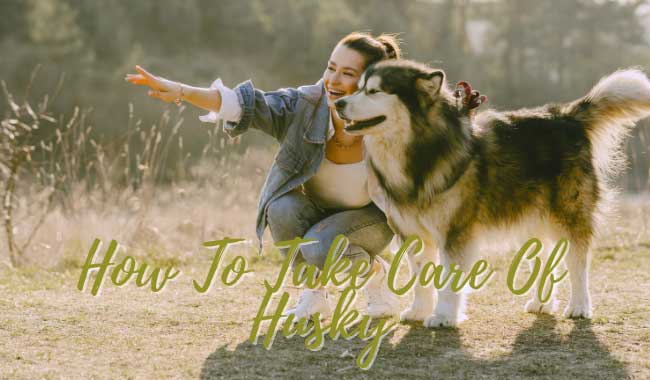 how to take care of husky