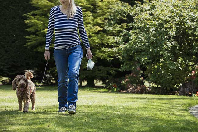 legal responsibilities of dog owners