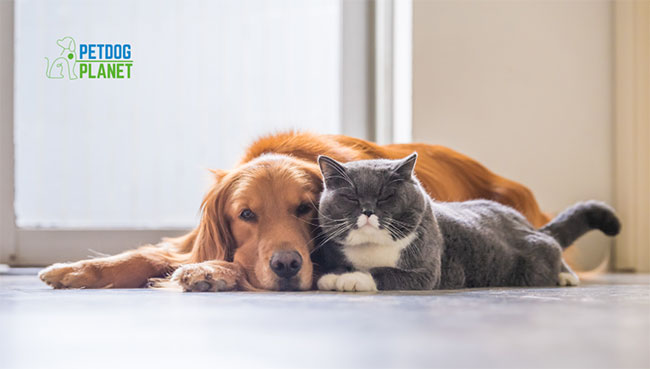 pets that get along with dogs