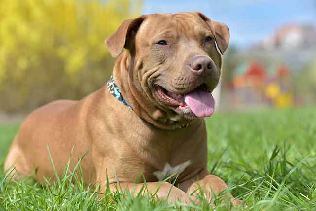 things to know about pit bulls