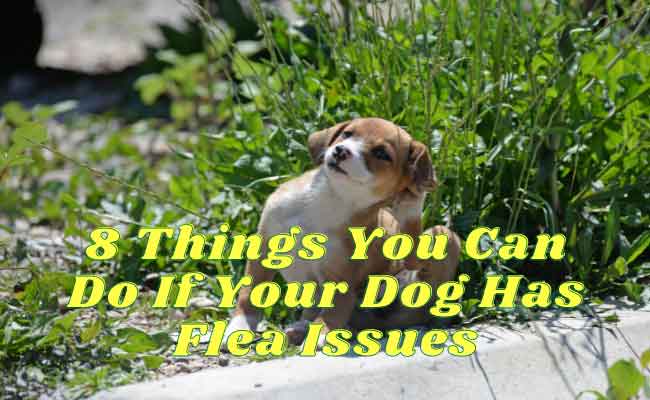 what dog flea treatment is best
