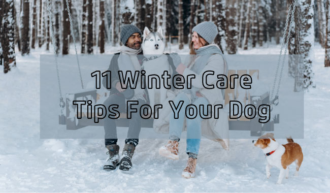 Winter Care Tips For Your Dog