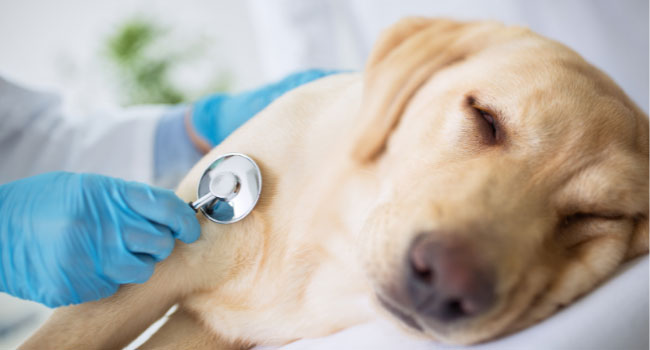 Common Dog Diseases