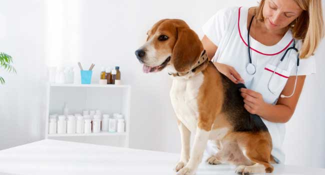 Dog Vaccination Schedule for Adult Dogs