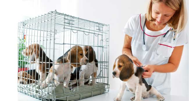 Dog Vaccination Schedule for Puppies
