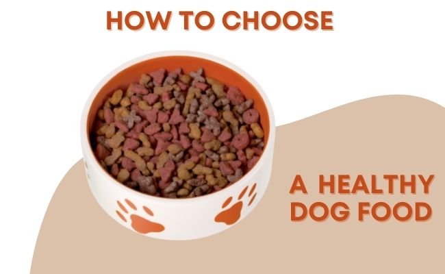 How To Choose A Healthy Dog Food