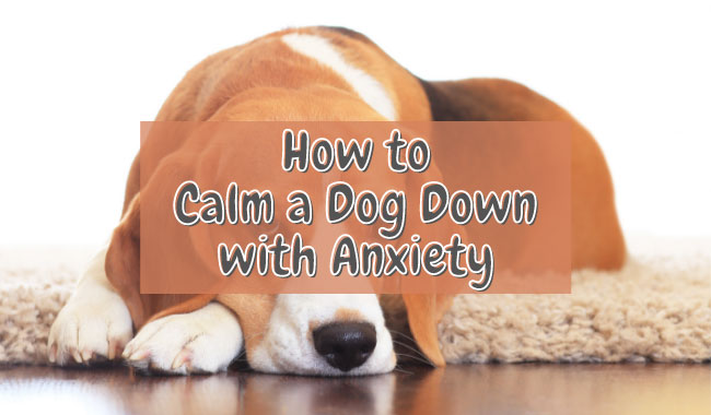 How to Calm a Dog Down with Anxiety