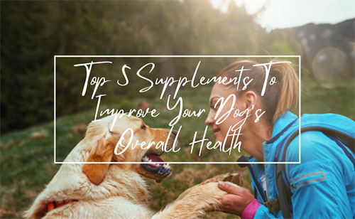 nutrition supplements for dogs