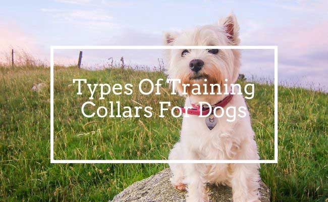 Types Of Training Collars For Dogs