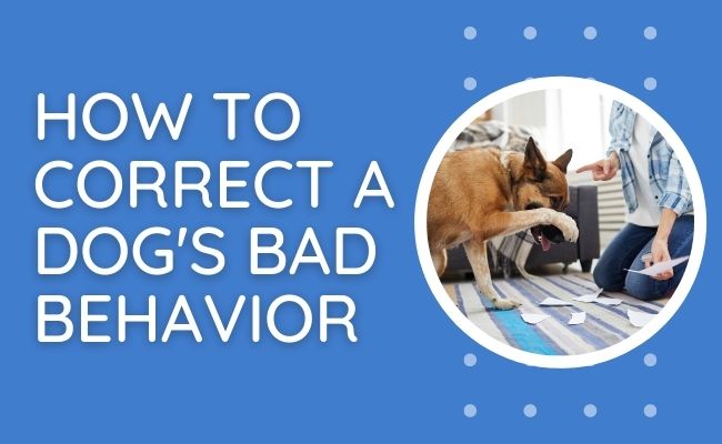 how to correct a dog's bad behavior