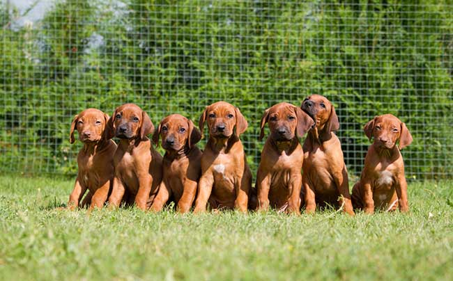 how to find reputable dog breeders