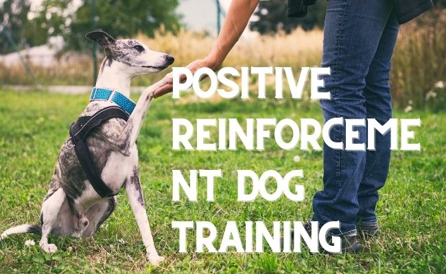 Positive Reinforcement Dog Training