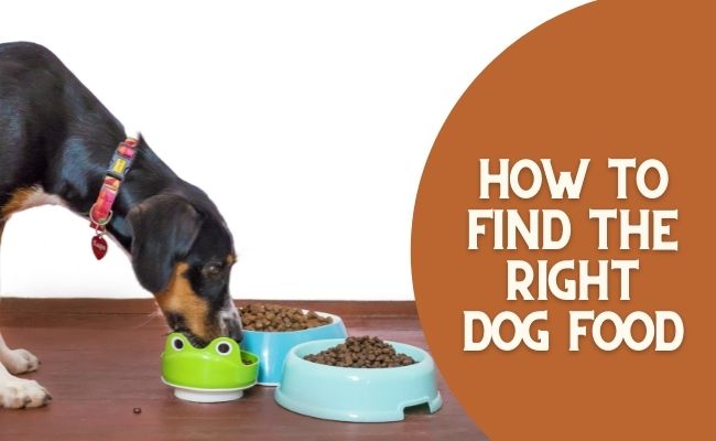 how to find the right dog food