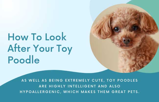 how to take care of a toy poodle