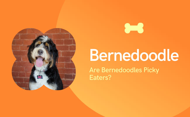 what do bernedoodles eat