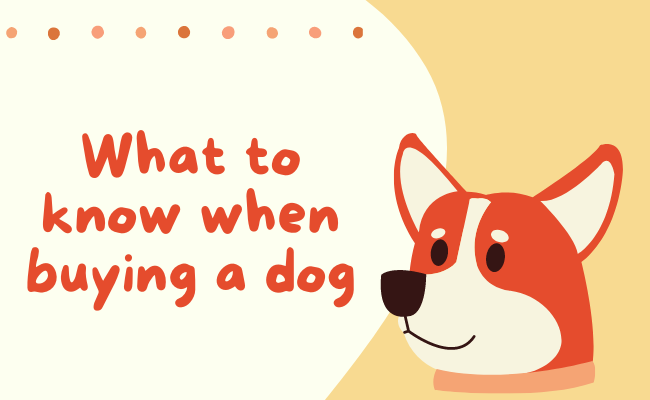 what to know when buying a dog