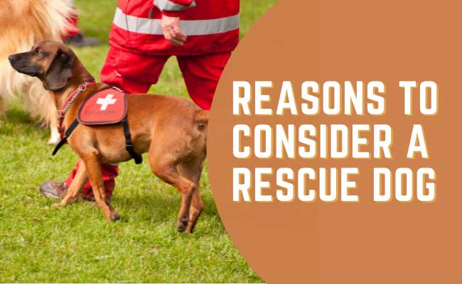 why adopt a rescue dog