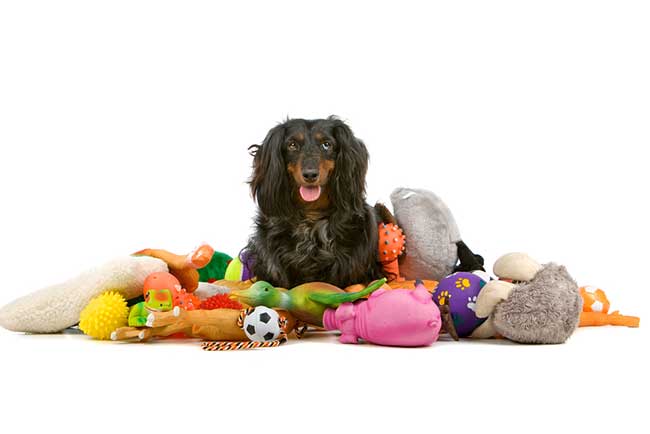 winter toys for dogs