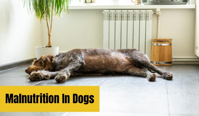 Malnutrition In Dogs