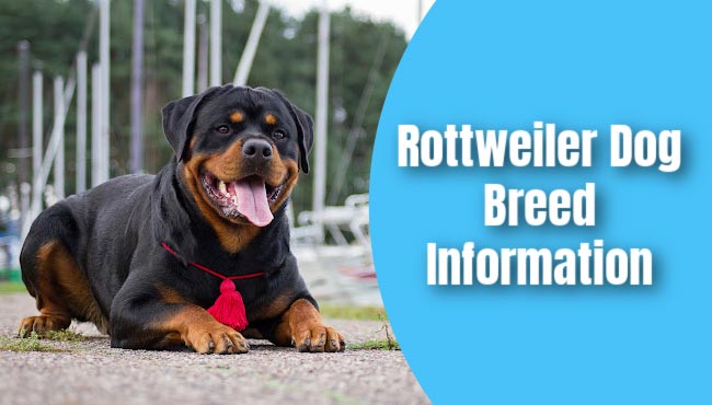 Rottweiler Dog Breed Information