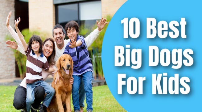 best big dogs for kids