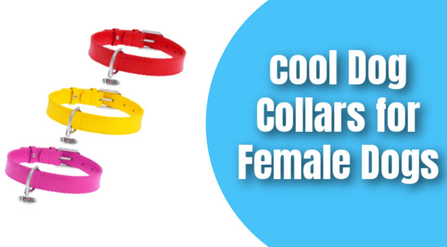 cool dog collars female