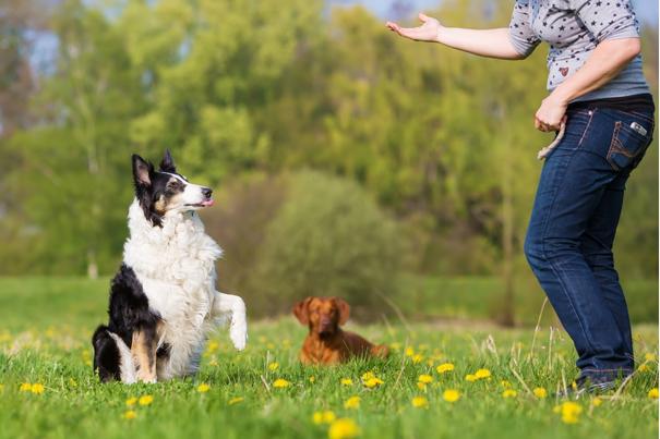 easiest dog breeds to train