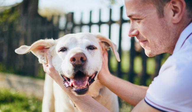 how to make your dog happy