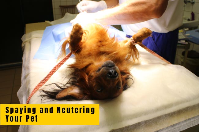 Why spay or neuter your dog? Signs Your Dog Needs to be Neutered!