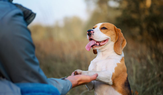 training problem dogs