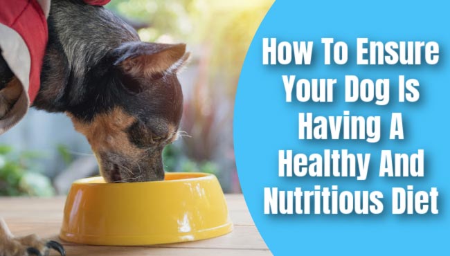 what nutrients do dogs need