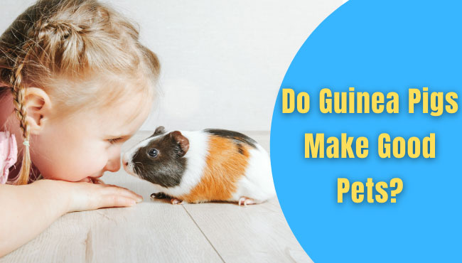 Do Guinea Pigs Make Good Pets?