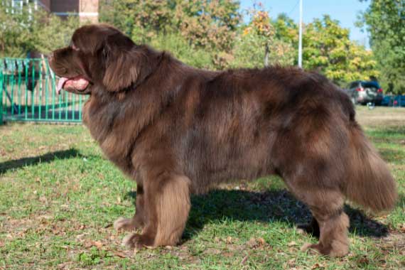 How Big is a Newfoundland Dog